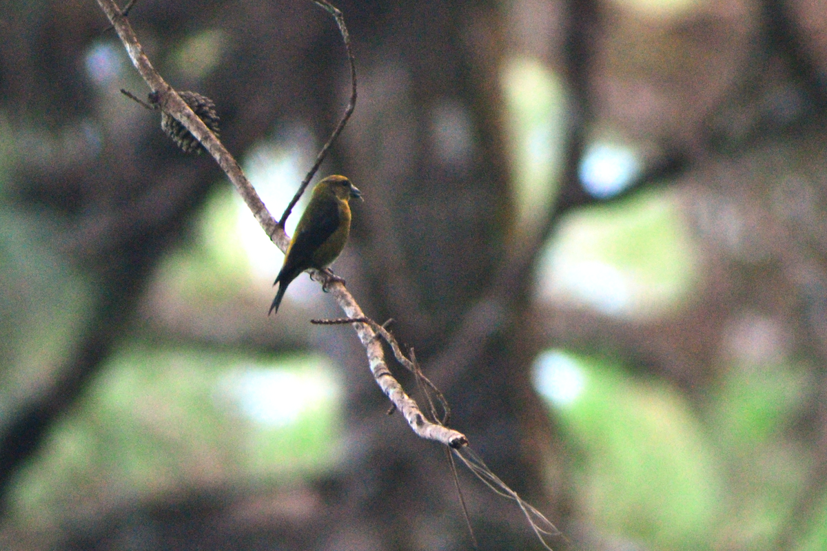 Red Crossbill (Luzon) - ML645096226