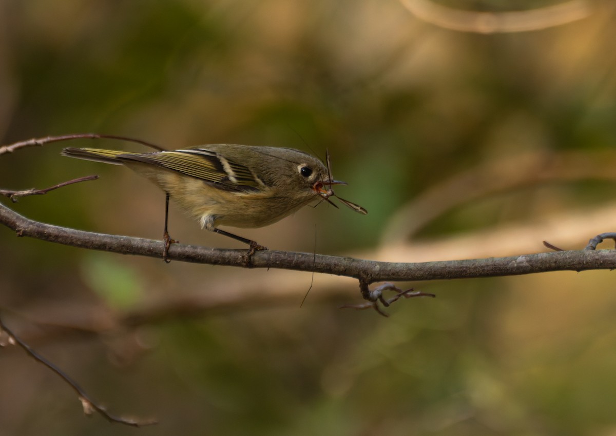 Ruby-crowned Kinglet - ML645096228