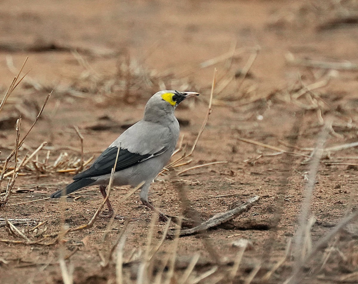 Wattled Starling - ML645096236