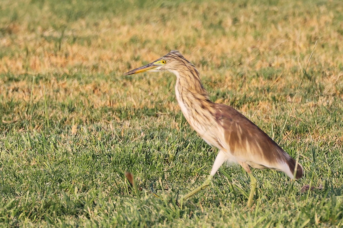 Indian Pond-Heron - ML645096240