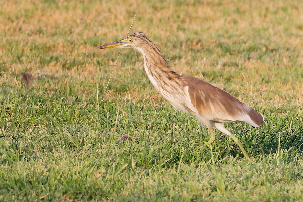 Indian Pond-Heron - ML645096244