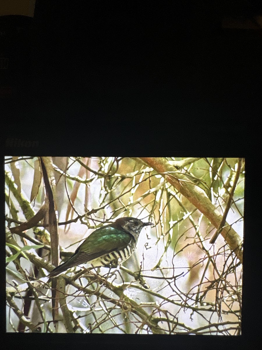 Shining Bronze-Cuckoo - ML645096254