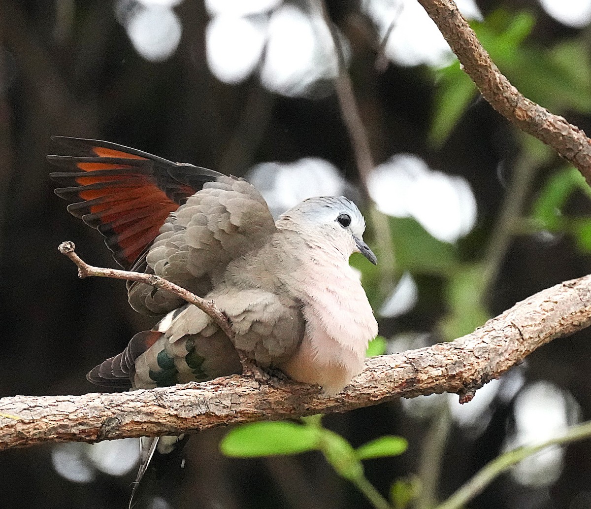 Горлиця сомалійська - ML645096263