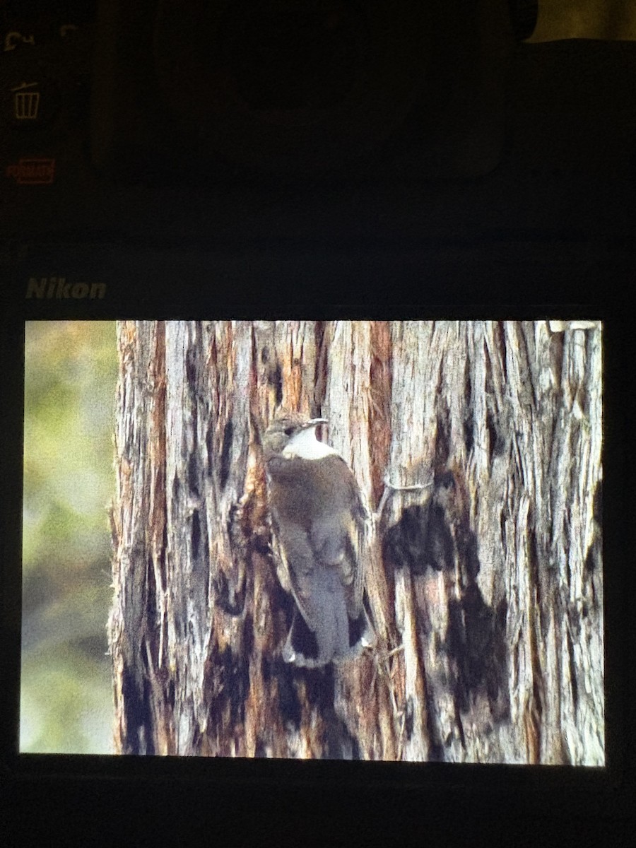 White-throated Treecreeper - ML645096267