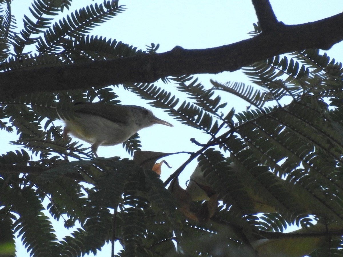 langstjertskredderfugl - ML645096270