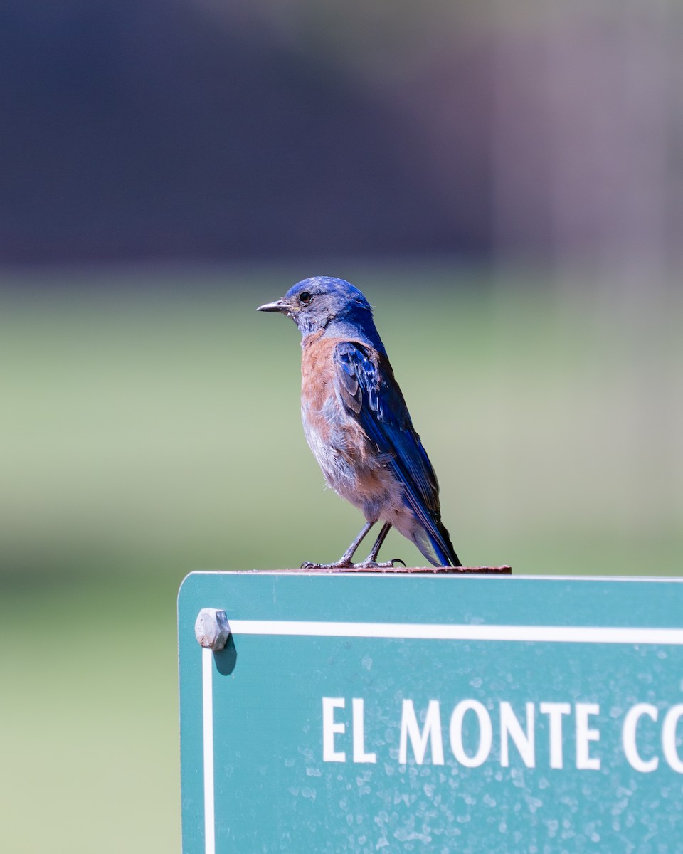Western Bluebird - ML645096272