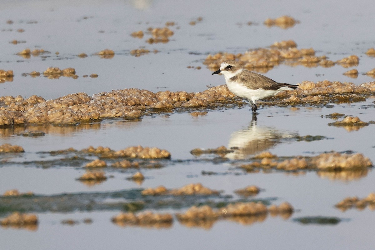 Tibet Cılıbıtı - ML645096274