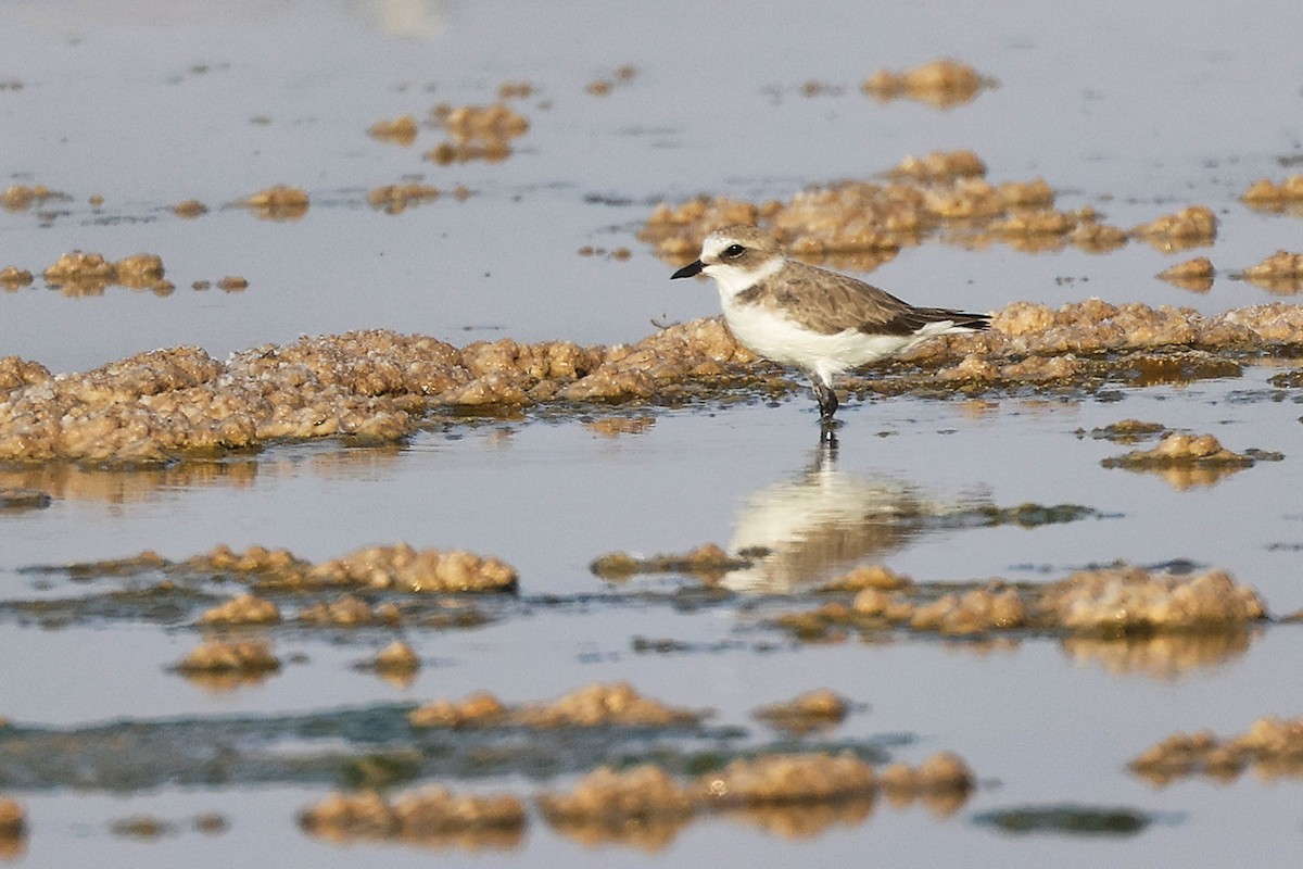 Tibet Cılıbıtı - ML645096278
