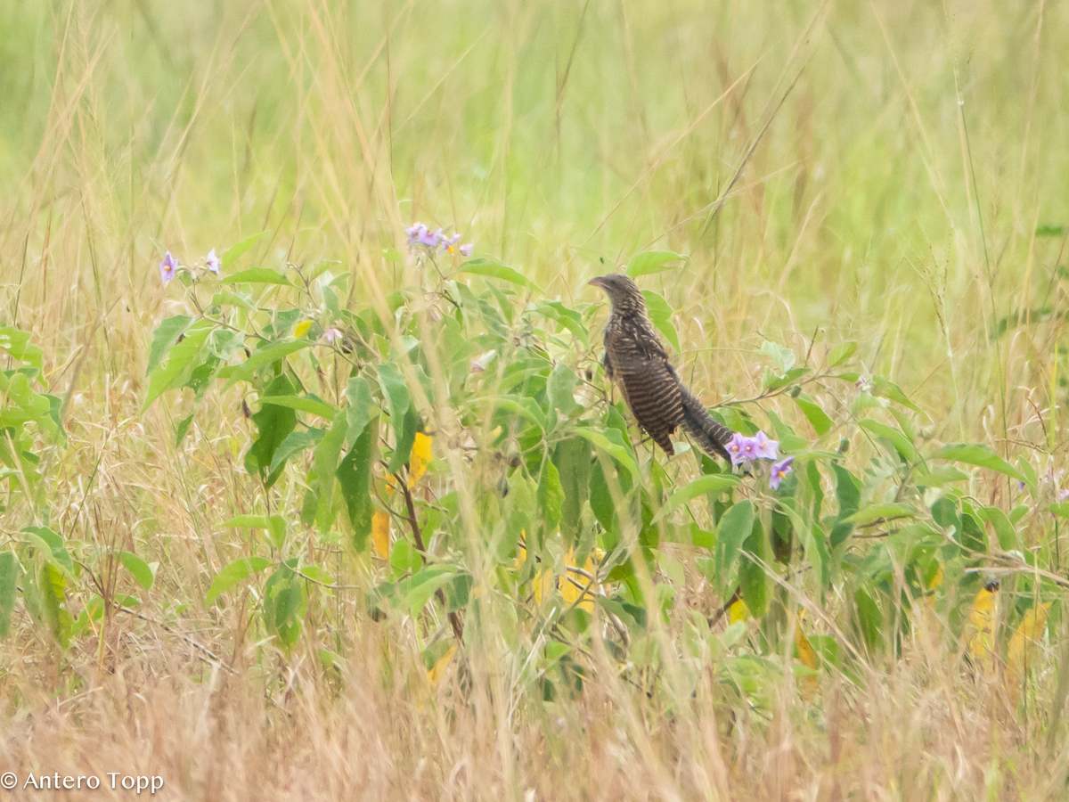 Afrika Kara Kukalı - ML645096279