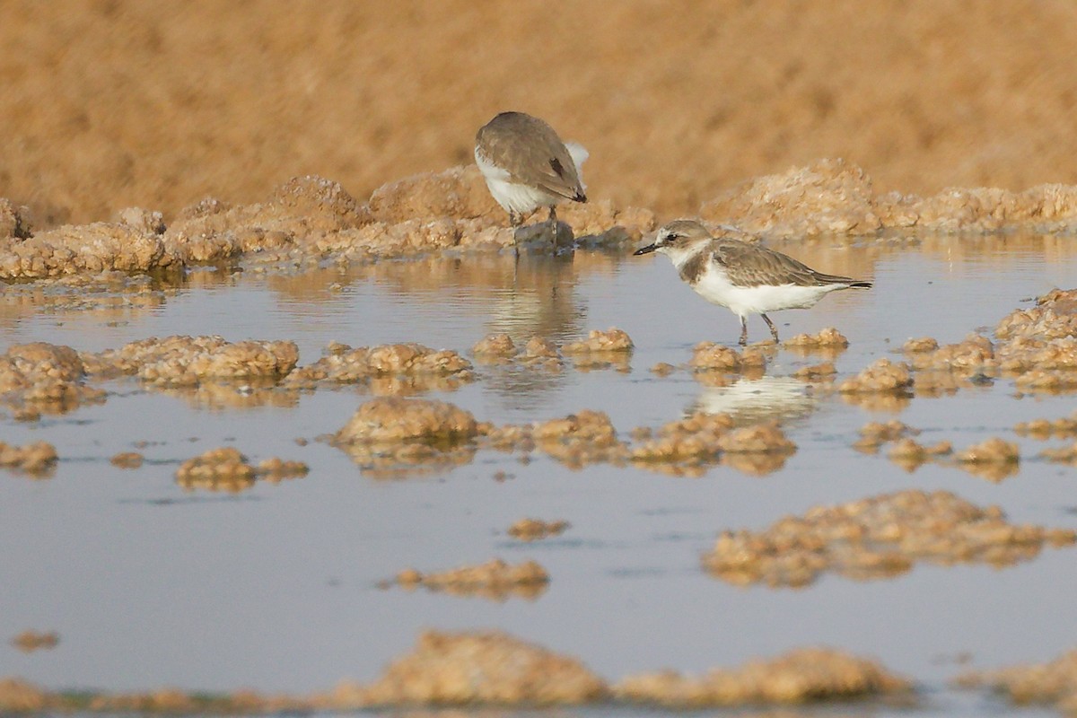 Tibet Cılıbıtı - ML645096281