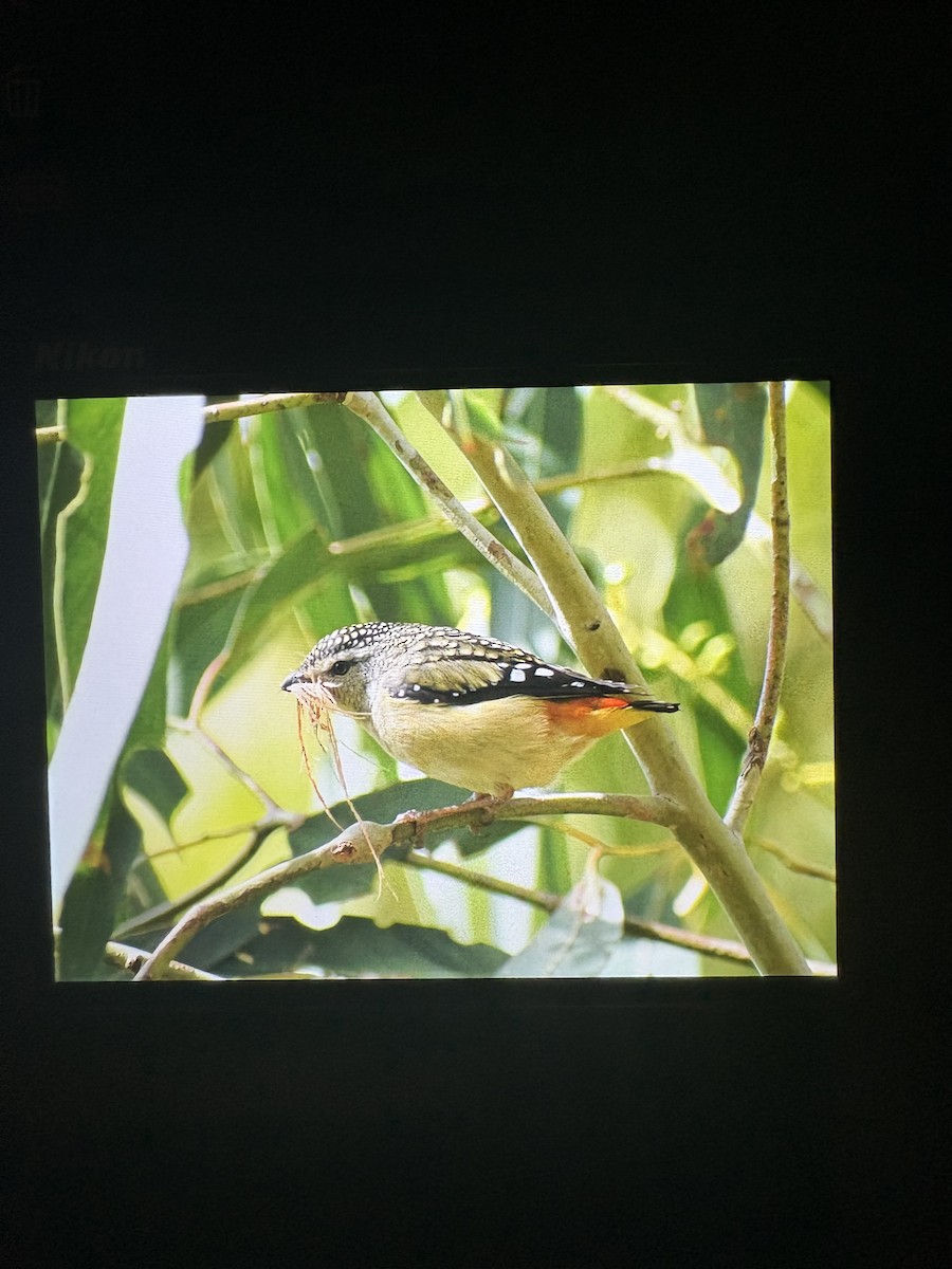 Spotted Pardalote - ML645096288