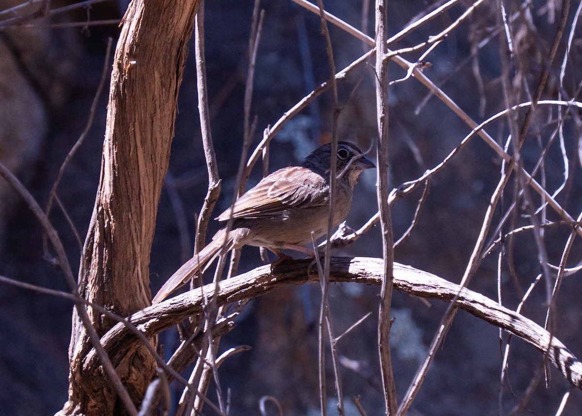 Rufous-crowned Sparrow - ML645096289