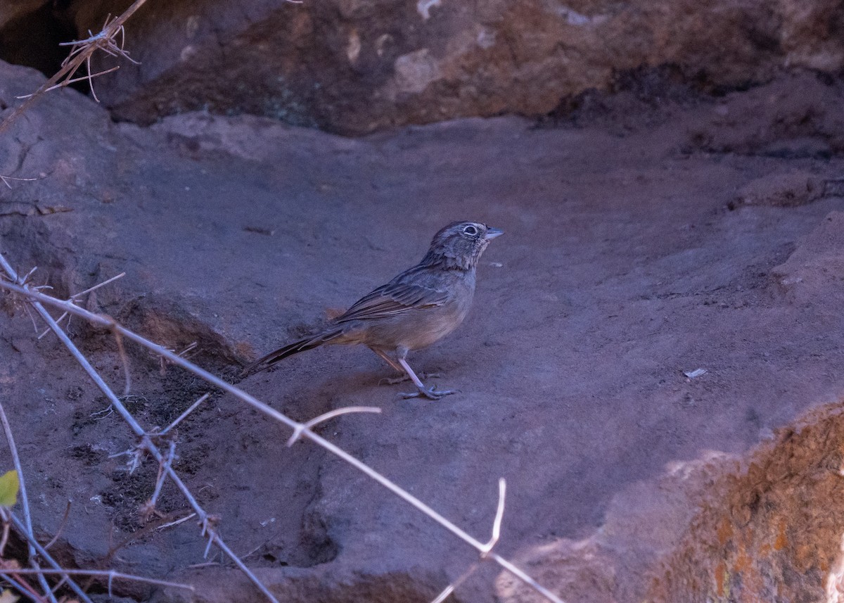 Rufous-crowned Sparrow - ML645096290