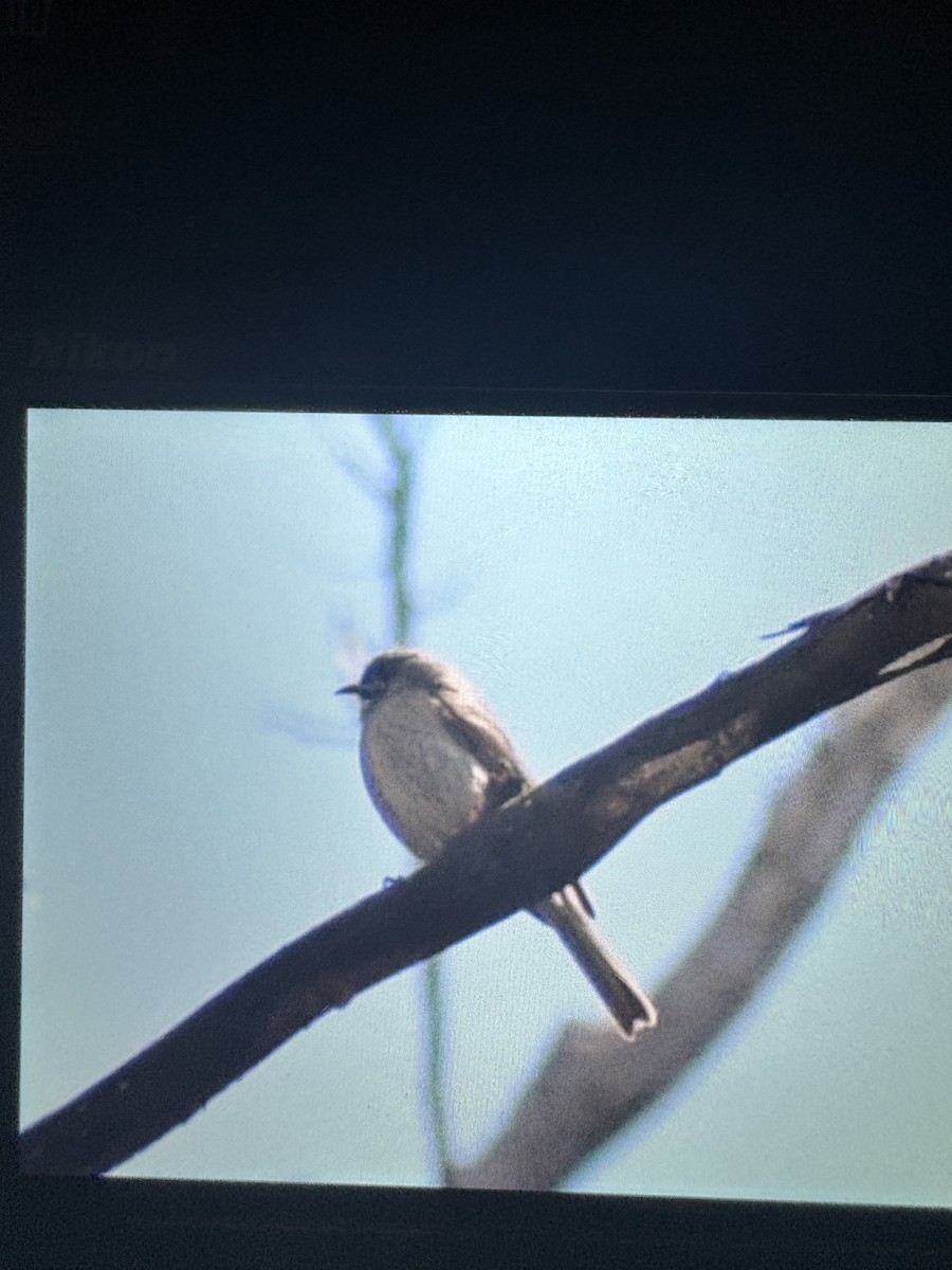 Brown Thornbill - ML645096314