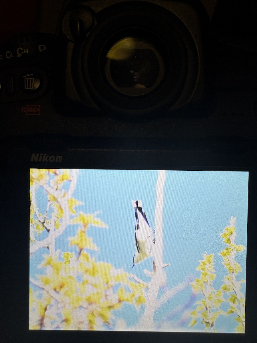 Varied Sittella - ML645096334