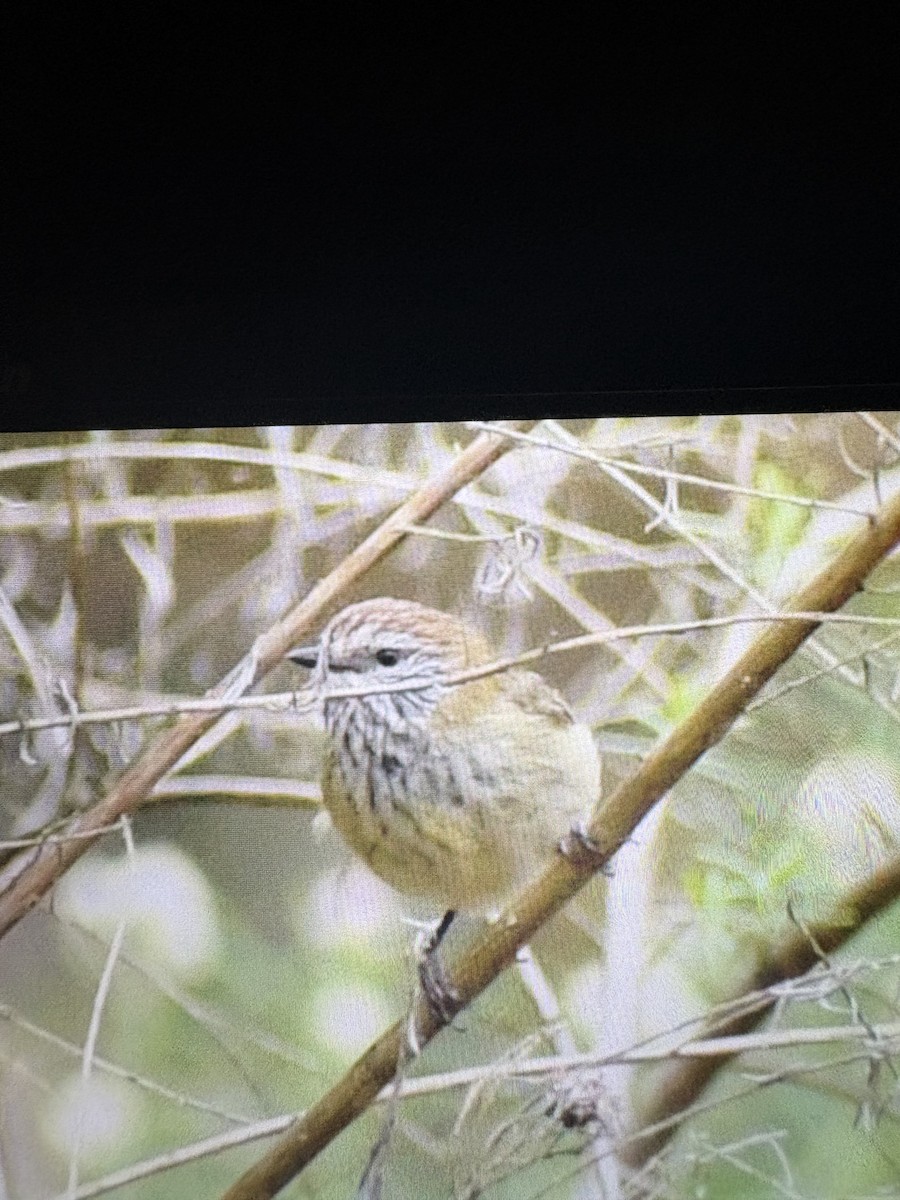 Striated Thornbill - ML645096351