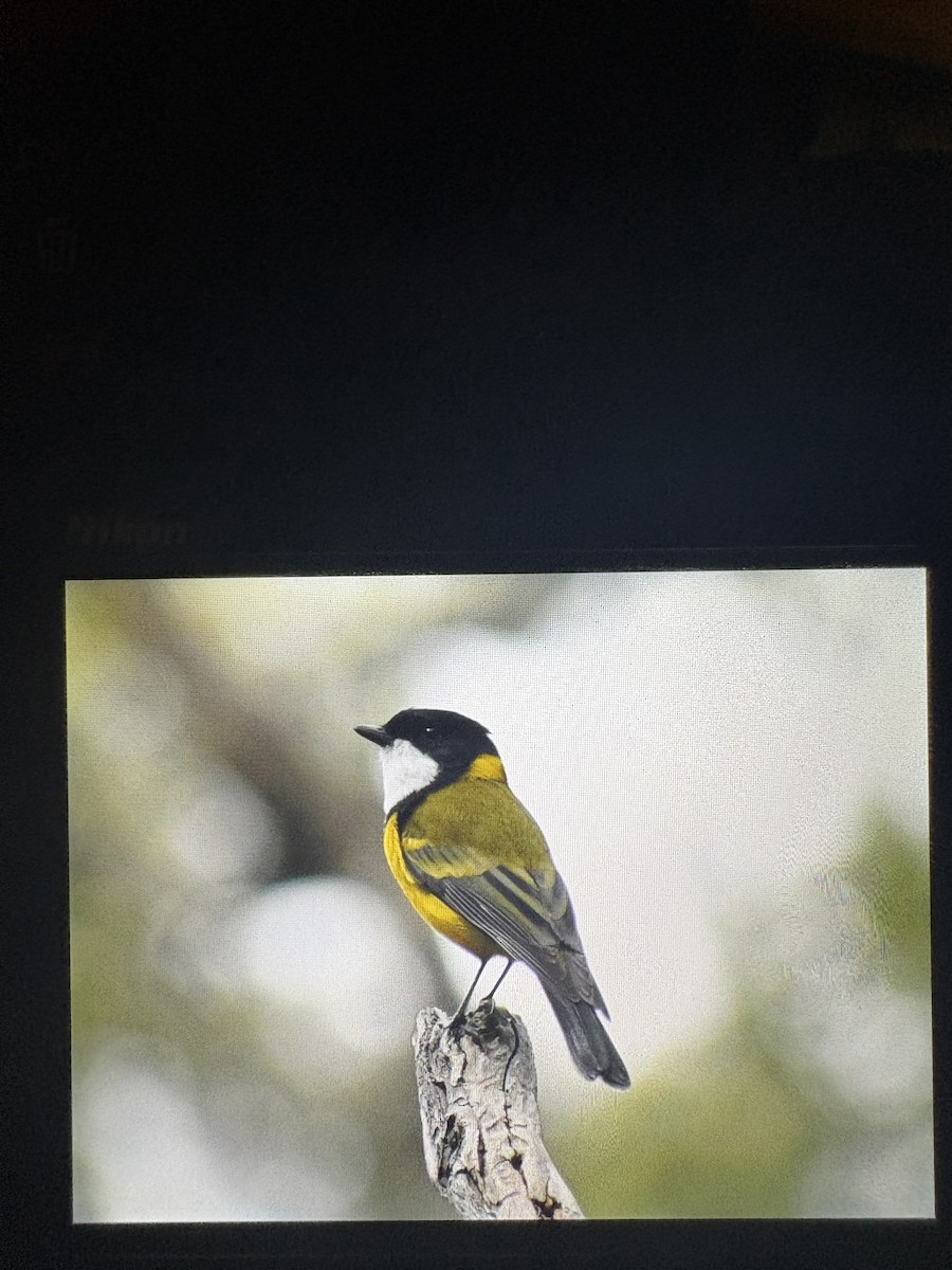 Golden Whistler - ML645096359