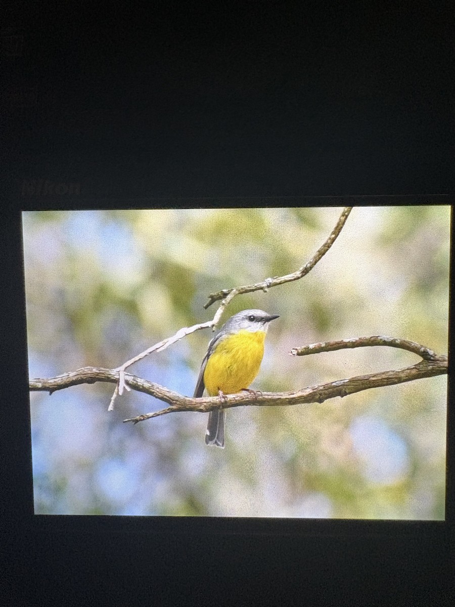 Eastern Yellow Robin - ML645096368