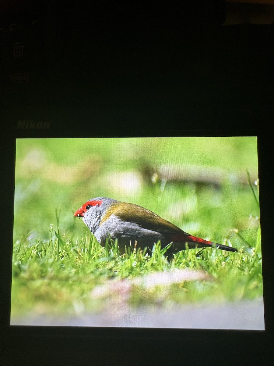 Red-browed Firetail - ML645096373