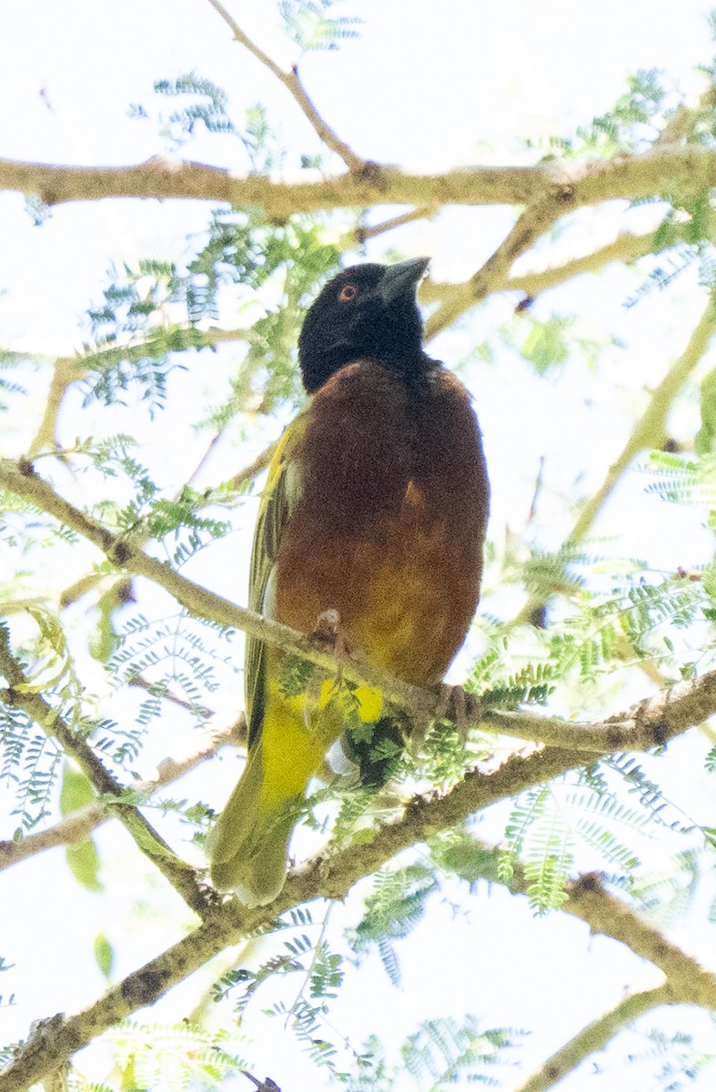 Golden-backed Weaver - ML645096375