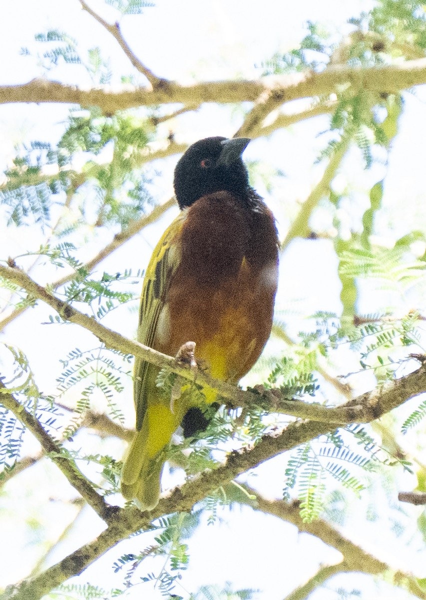 Golden-backed Weaver - ML645096377