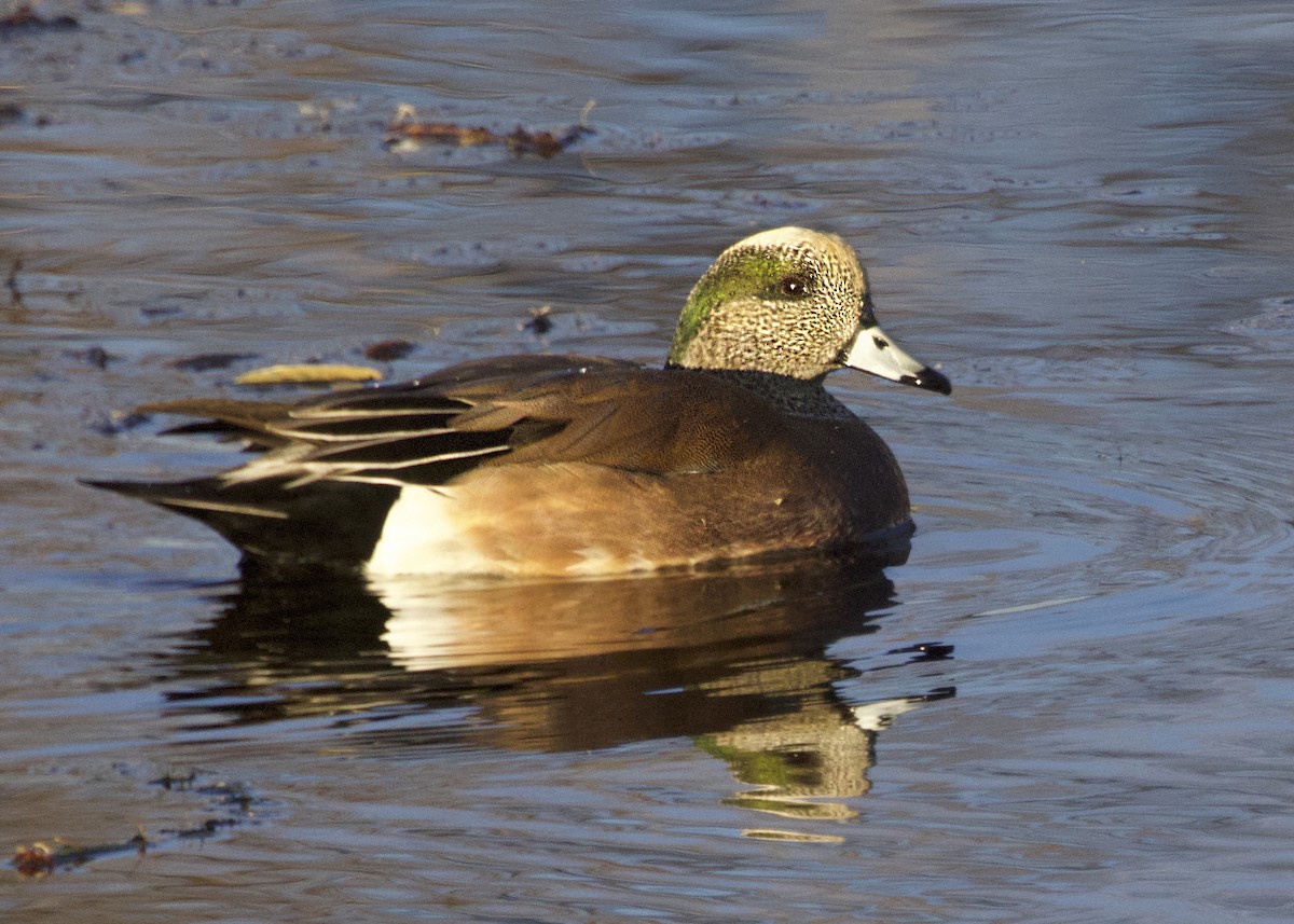 葡萄胸鴨 - ML645096383