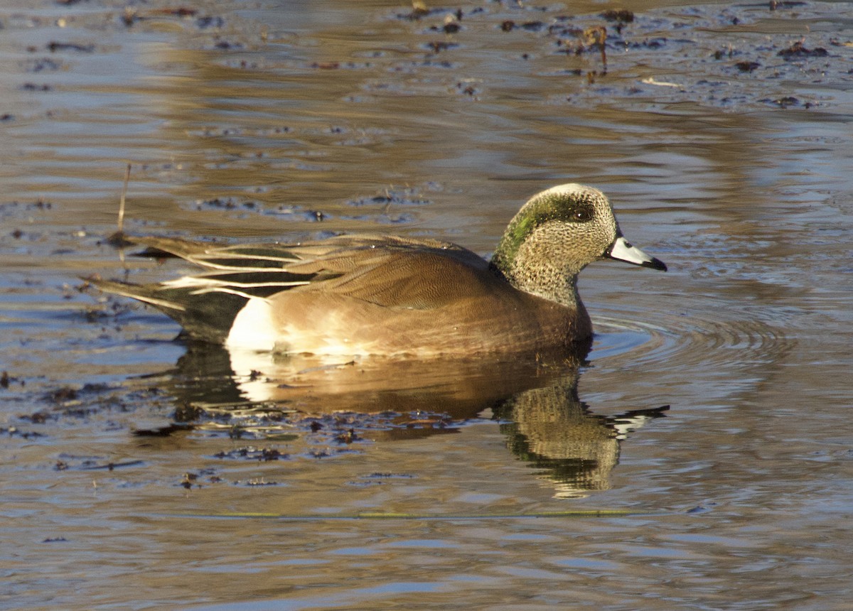 葡萄胸鴨 - ML645096384