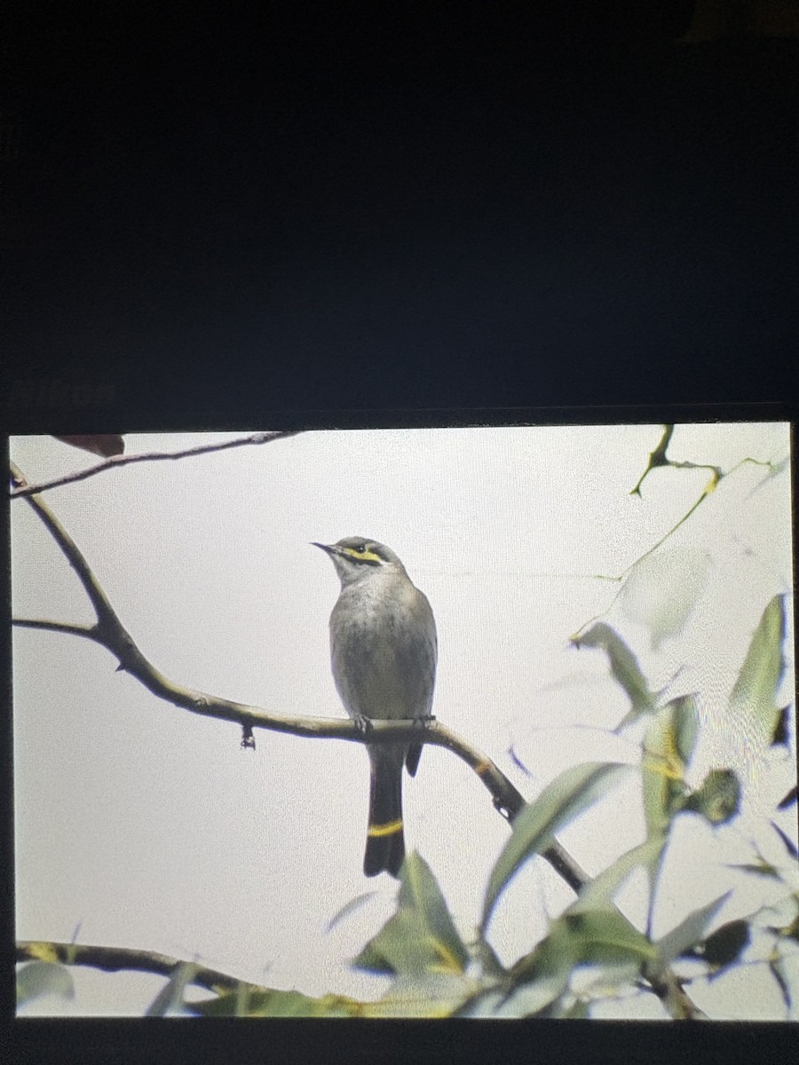 Yellow-faced Honeyeater - ML645096392