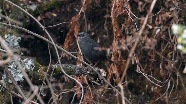 Тапакуло захмарний - ML645096398