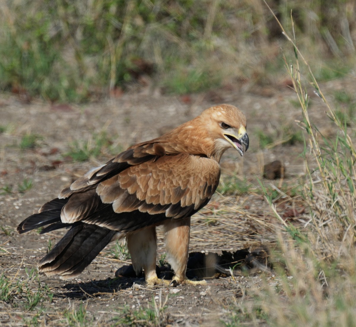Tawny Eagle - ML645096399