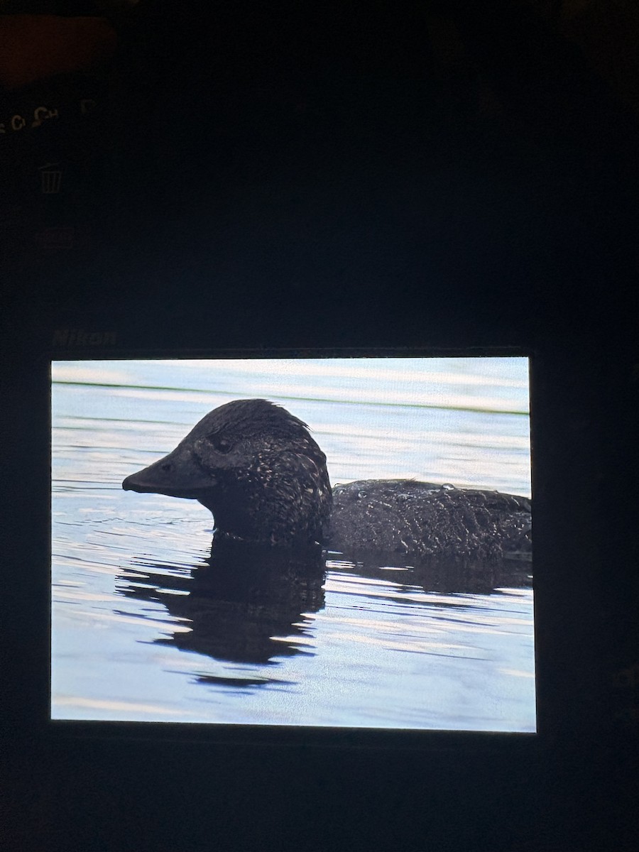 Musk Duck - ML645096407