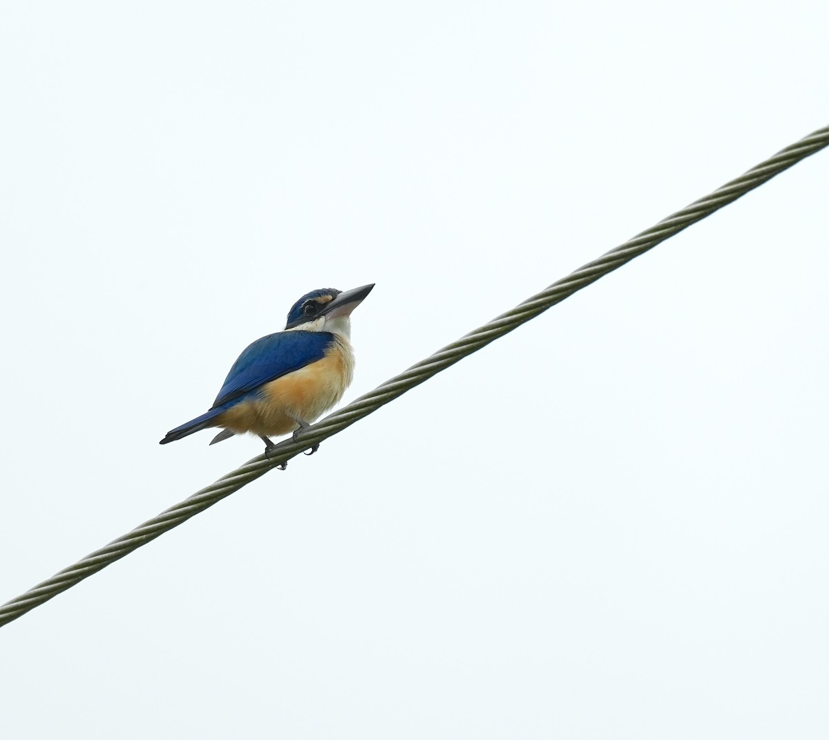 Martin-chasseur du Pacifique - ML645096409