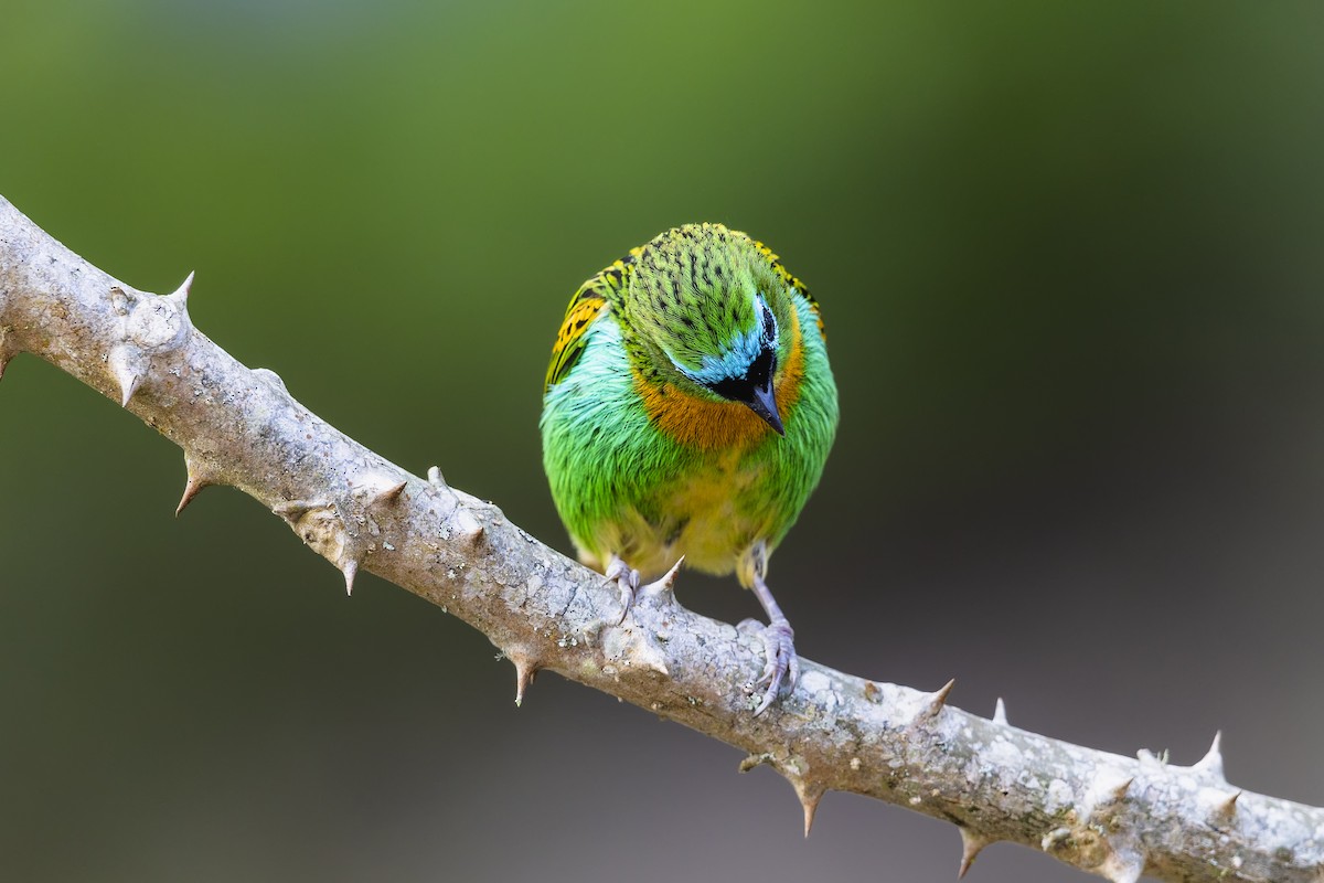 Brassy-breasted Tanager - ML645096417