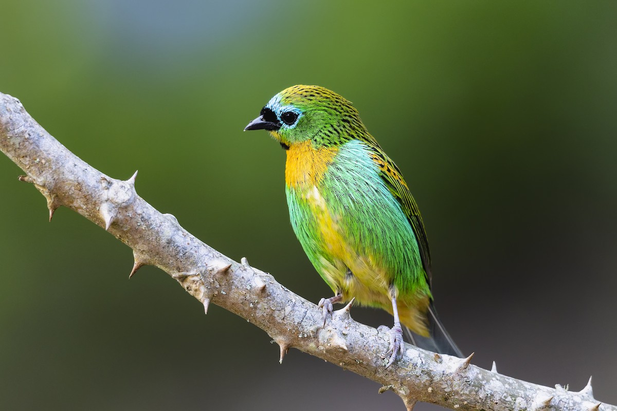 Brassy-breasted Tanager - ML645096418