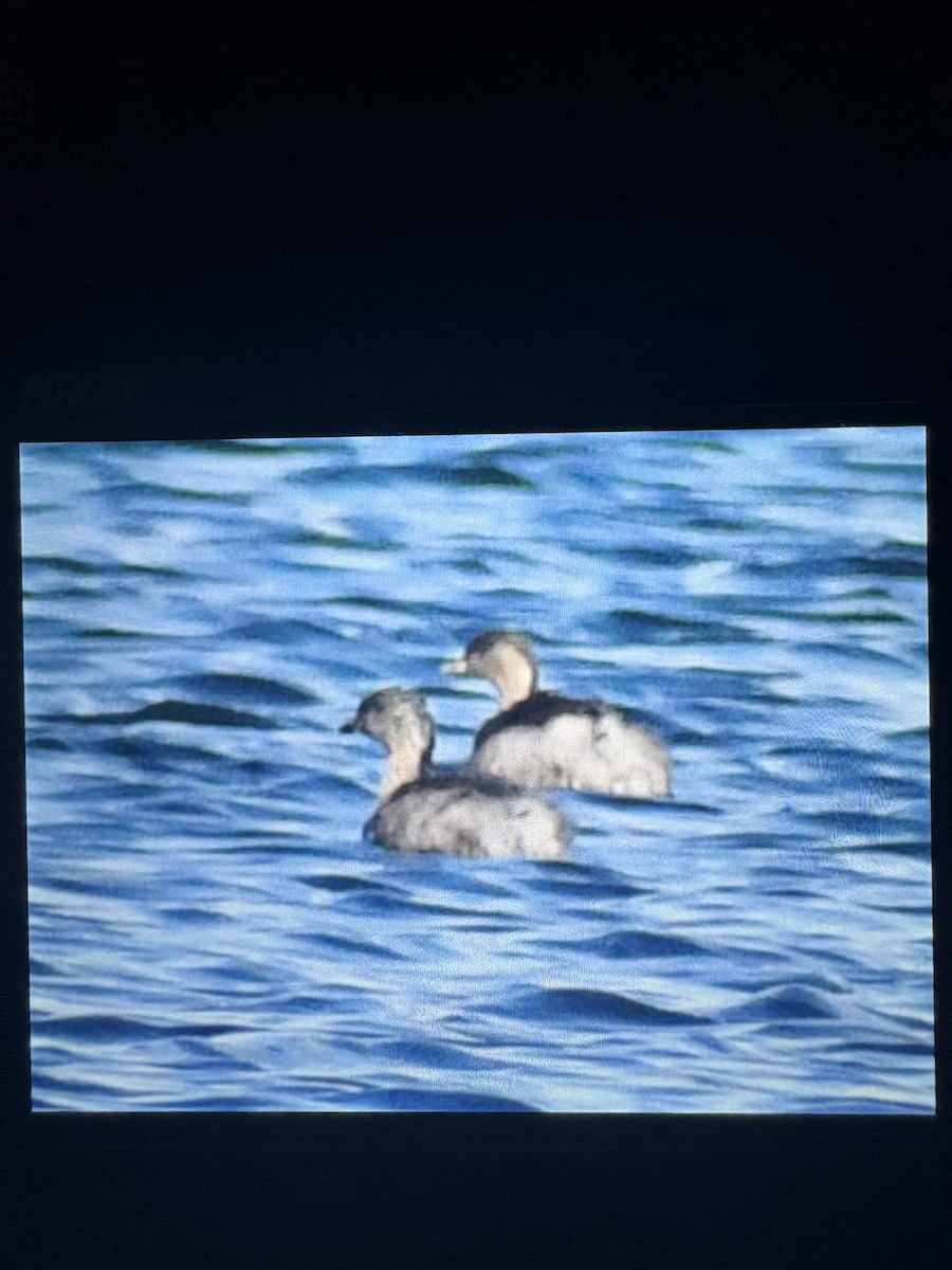 sølvhodedykker - ML645096420