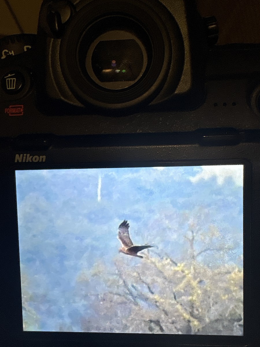 Swamp Harrier - ML645096447