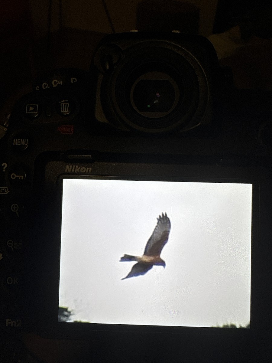 Swamp Harrier - ML645096448