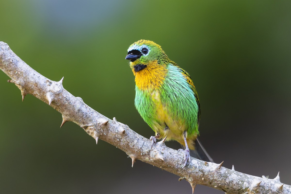 Brassy-breasted Tanager - ML645096451