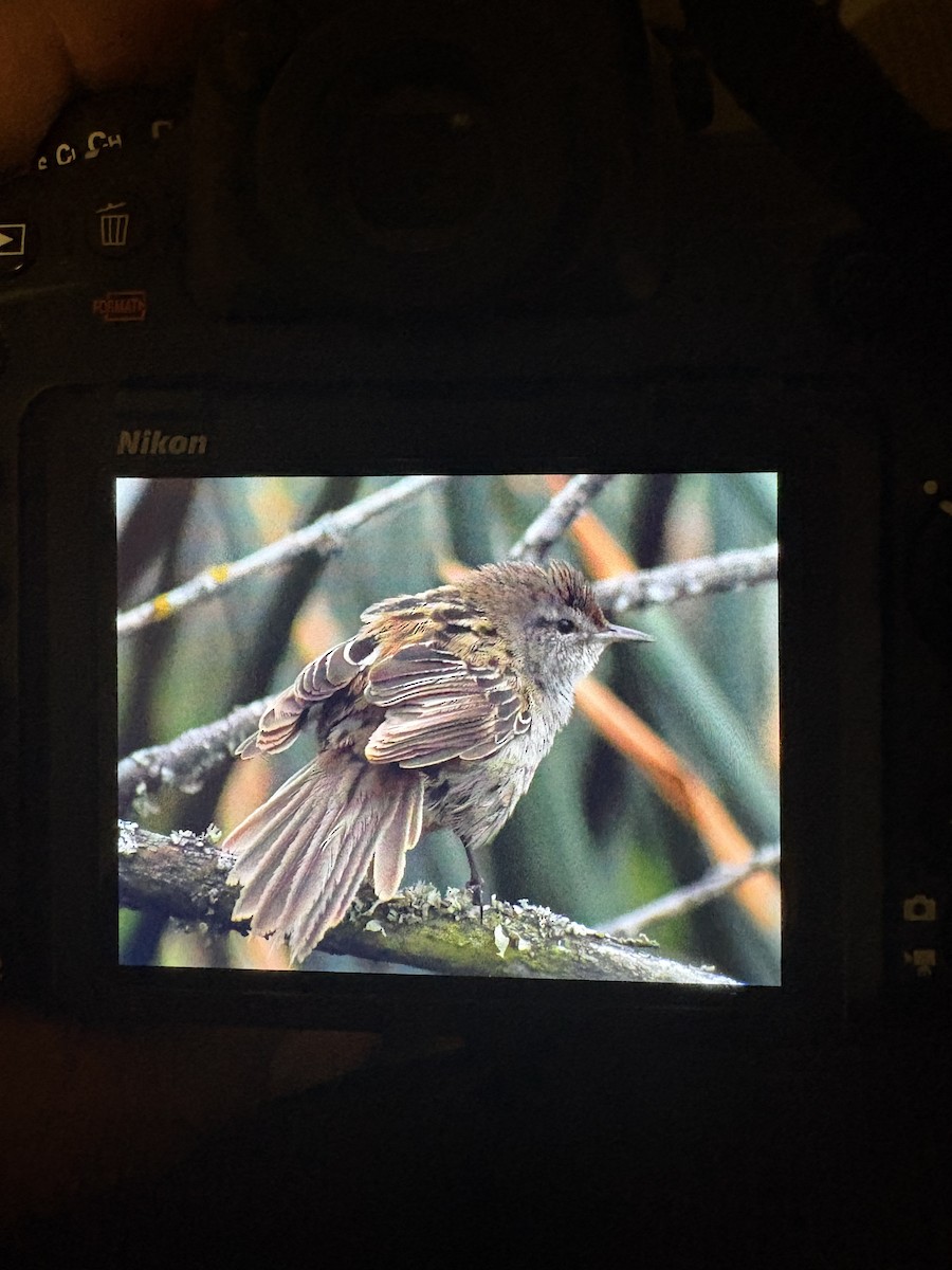 Little Grassbird - ML645096454
