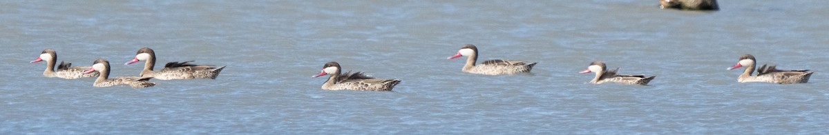 Ánade Piquirrojo - ML645096460