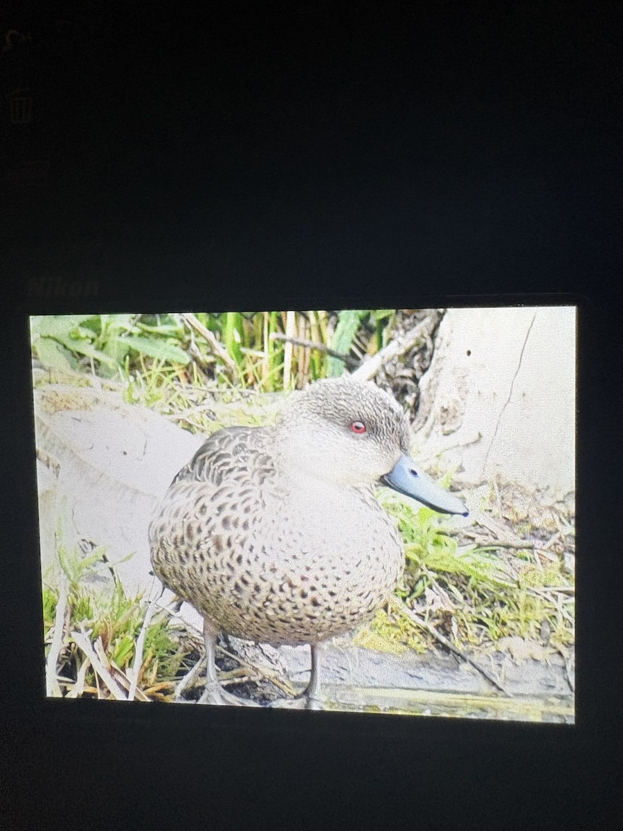 Gray Teal - ML645096463