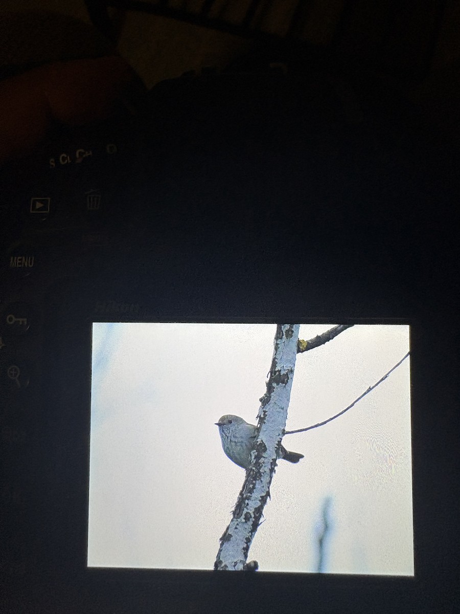 Brown Thornbill - ML645096473