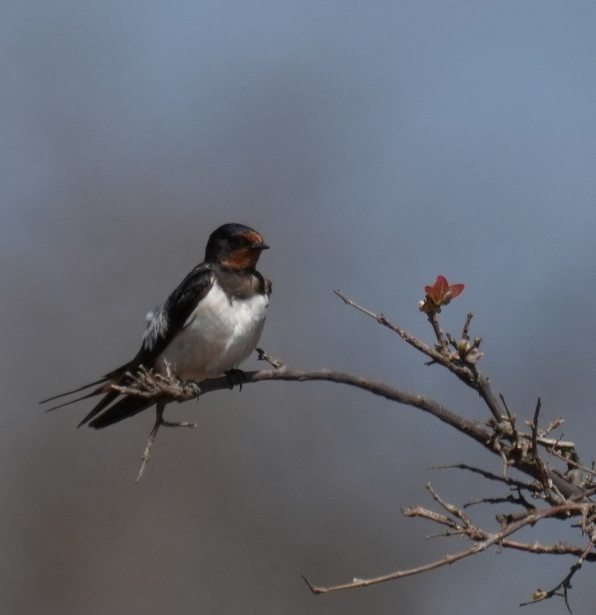 Barn Swallow - ML645096484
