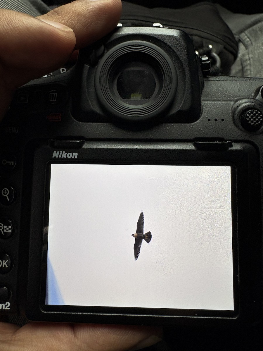 Peregrine Falcon - ML645096485