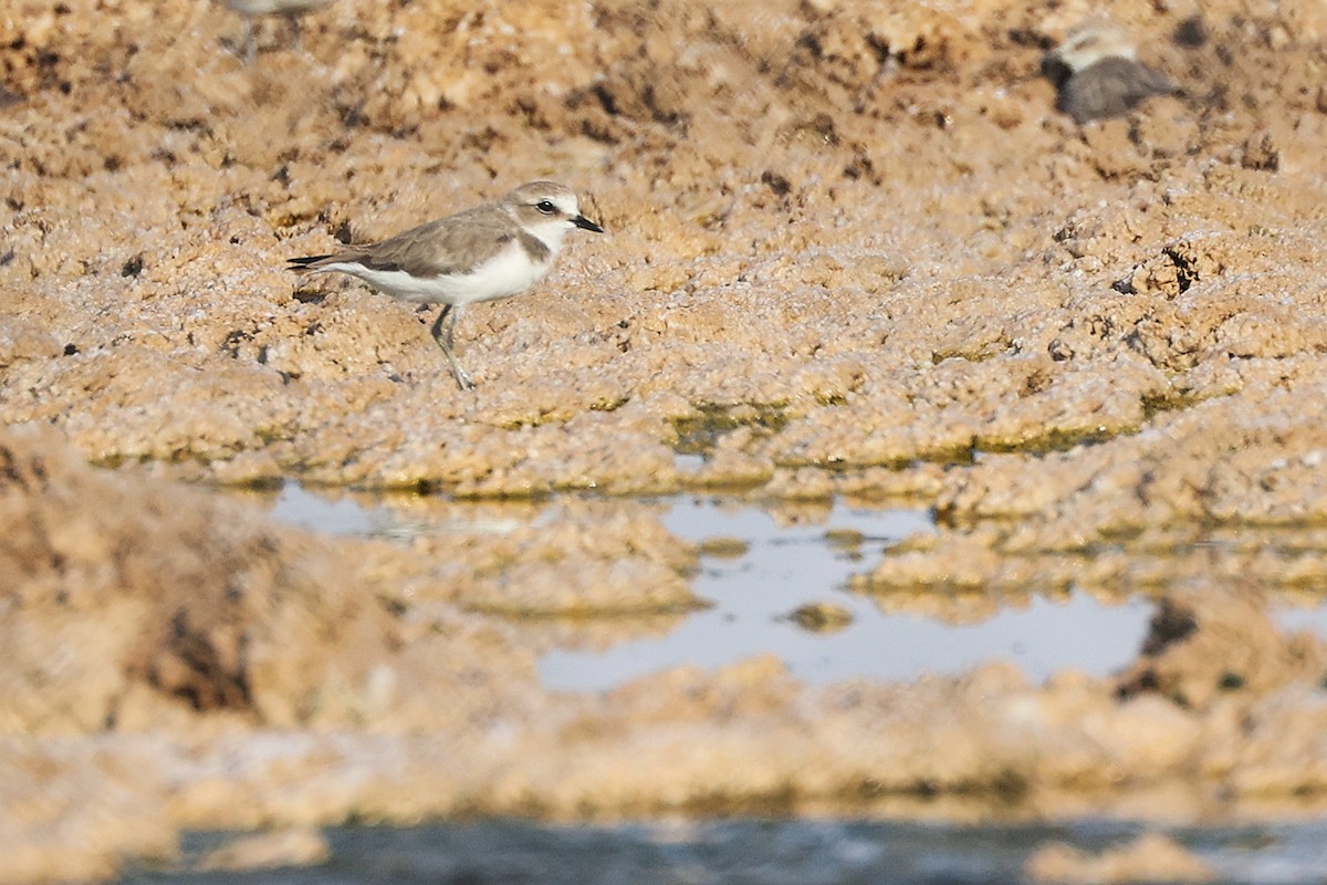 Tibet Cılıbıtı - ML645096486