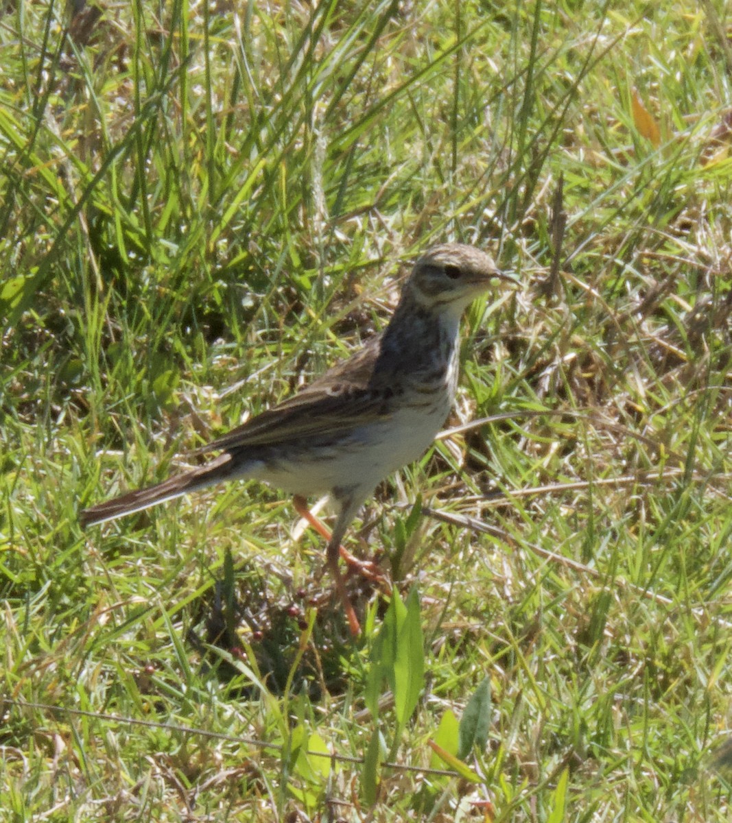 Australian Pipit - ML645096487