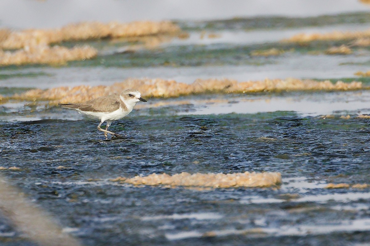 Tibet Cılıbıtı - ML645096501