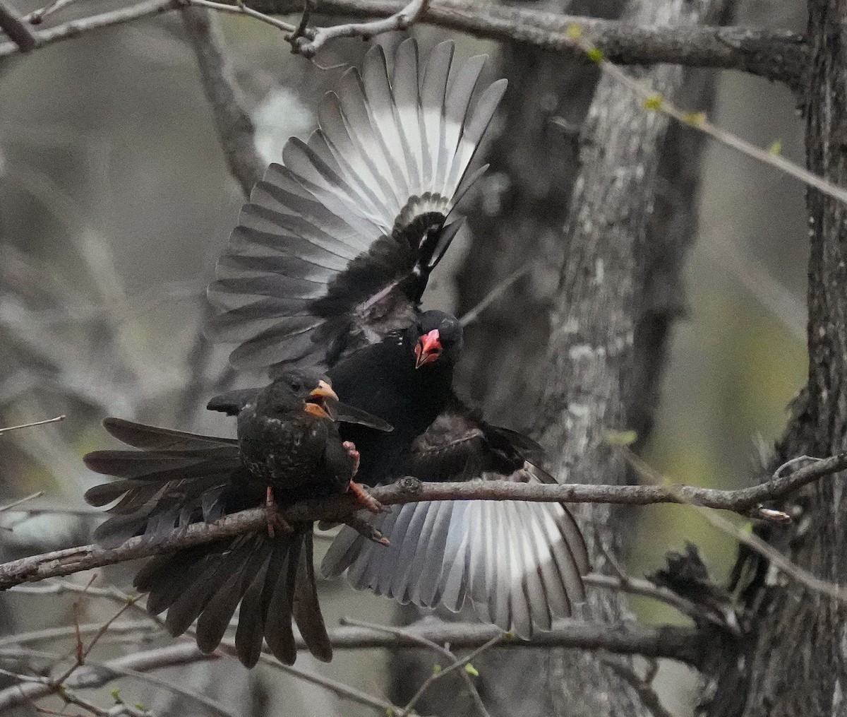 Red-billed Buffalo-Weaver - ML645096506