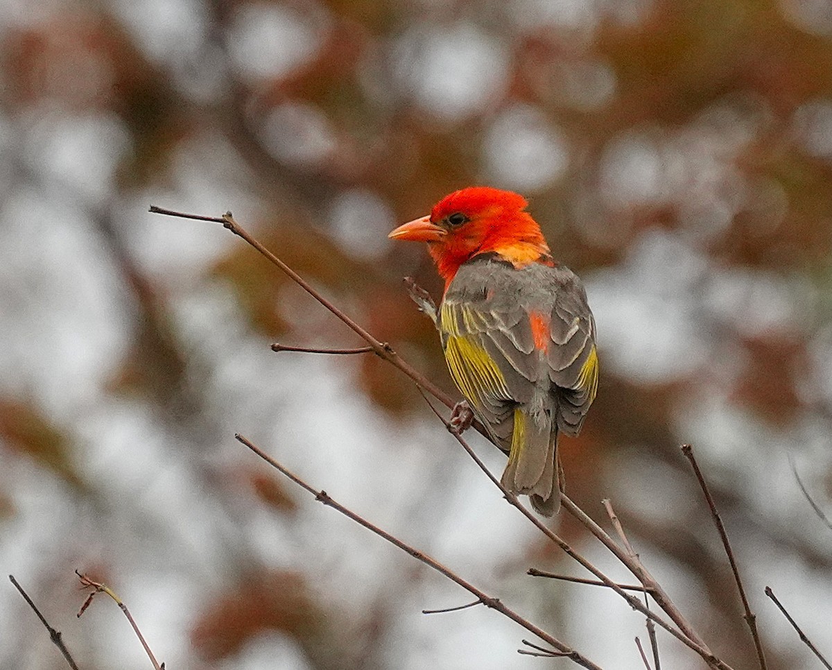 Anaplecte écarlate - ML645096529