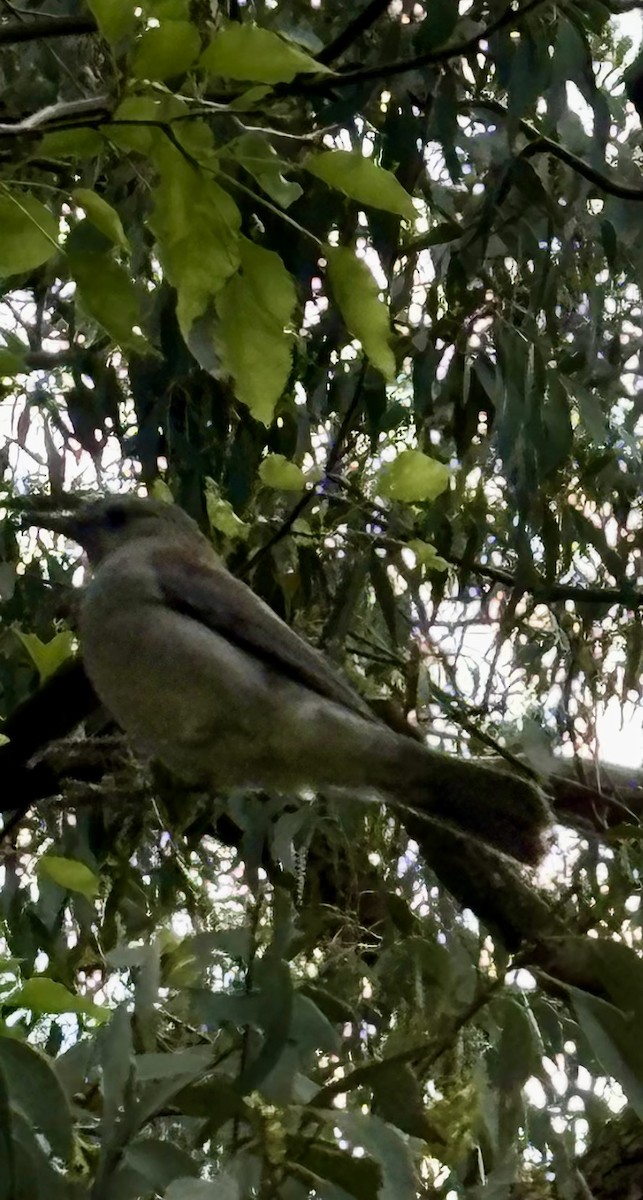 Gray Shrikethrush - ML645096530